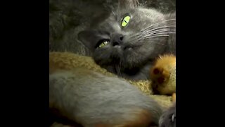 Esta gatita es madre adoptiva de ardillas bebés | Sabías que...