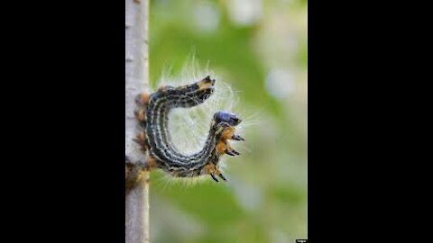 Larvae hug Caterpillar hug