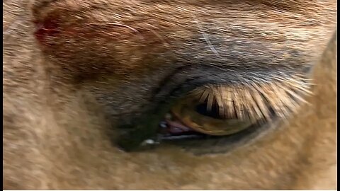 Horse Eye Injury Treatment - Always Doing Routine Checks On Your Horses - Hawk Came For Visit