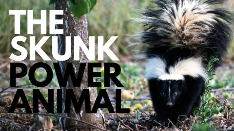 The Skunk Power Animal
