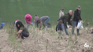 Owyhee Produce invites people to pick asparagus because of a worker shortage