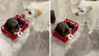 Dog pulls cat around the house on homemade indoor sleigh