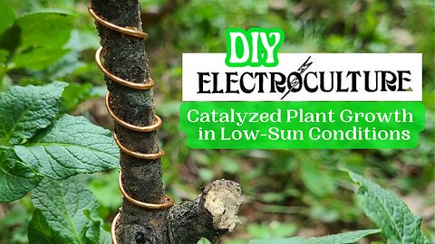 DIY Electroculture 101: Catalyzed Plant Growth in Low-Sun Conditions