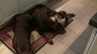 Fearless cat cuddles with pair of Dobermans