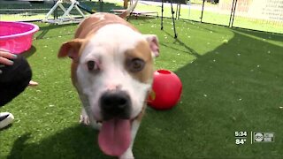 Polk County launches bully project to fight satigma around pitbulls
