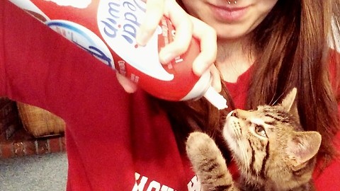 Cute kitten loves to eat whipped cream