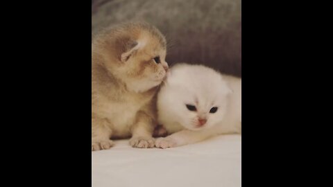 New Born Cute Baby Kittens 😍