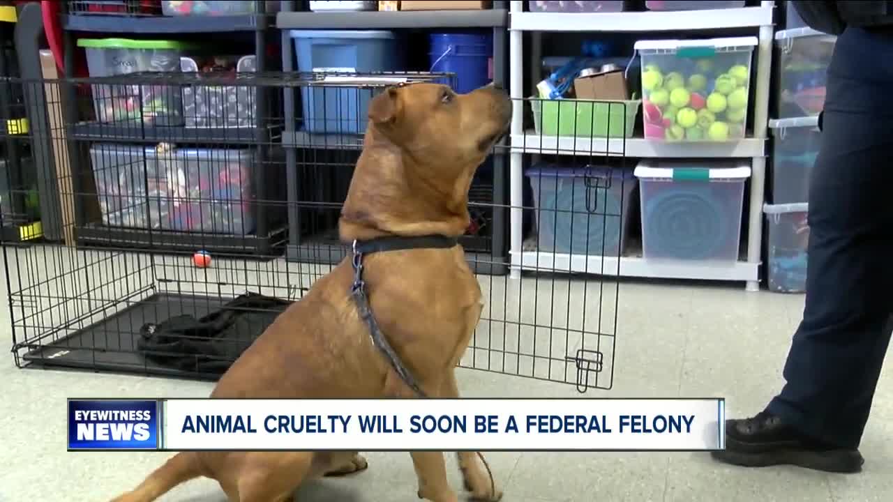 U.S. Senate unanimously passes PACT Act, which would make animal cruelty a federal felony