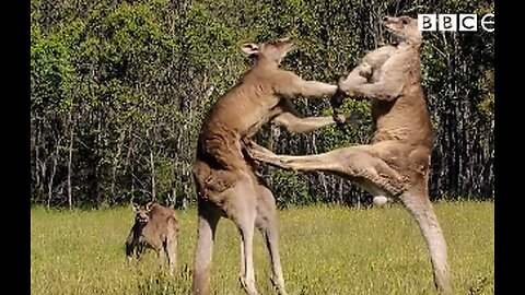Two battle-hardened kangaroos faced off