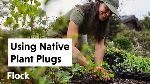 All About NATIVE PLANT PLUGS — Ep. 202