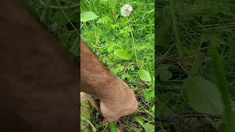 Wild Mushroom Alaska Agaricus shaped Mushroom