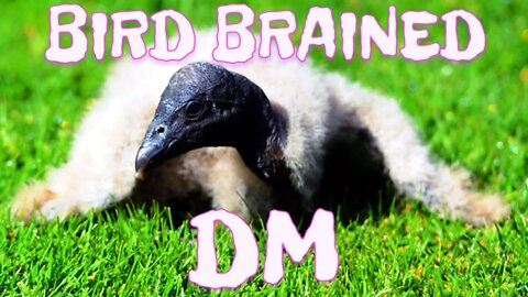 Bird Brained DMs, stop crying about your betters and just make good content