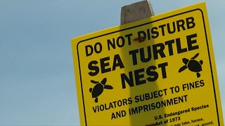 Sea turtle's nest on Hutchinson Island earliest on record