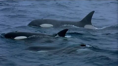 A Man Among Orcas | Wildlife Documentary |