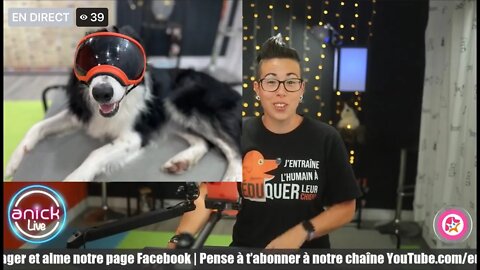 Mon chien me protège, que faire