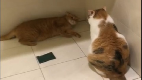 My cat always feels afraid of his wife