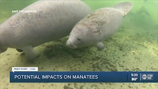 Experts worried about Piney Point impact on the manatee population