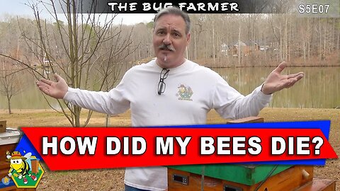 Why Are My BEES Dead? | Green Bee Barn Bees Poisoned? | #beekeeping #bees
