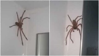 Casal tenta apanhar aranha gigante