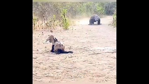 komodo dragon swallowing goat