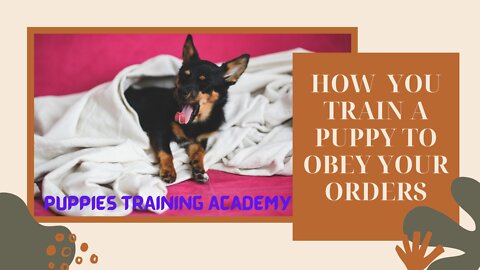 how to train your dog to obey your orders