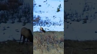 Elk All Around!