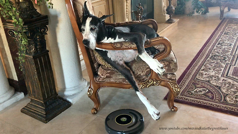 Relaxed Great Dane totally ignores Roomba vacuum