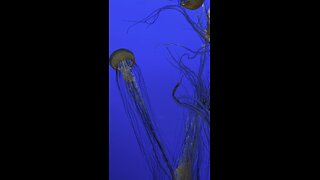 Monterey bay aquarium -jellyfish