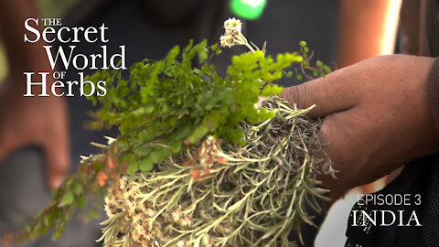 The Secret World of Herbs: In India (Episode 3) | Epoch Cinema