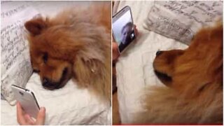 Ikävöivä koiran omistaja soittaa lemmikilleen videopuhelun