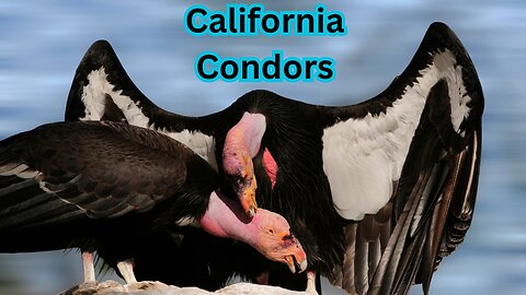 The Majesty of California Condors