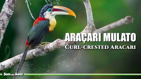 ARAÇARI MULATO Cantando - Curl Crested Aracari
