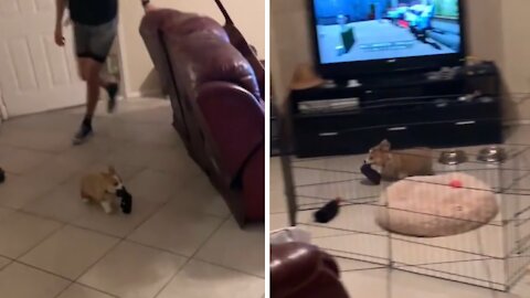 Tiny Corgi Puppy Absolutely Loves Being Chased