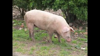 Porco encontrado a passear numa estrada nos EUA