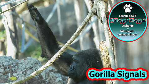 Gorilla N'yaounda's Signals and Indigó's Pole Performance