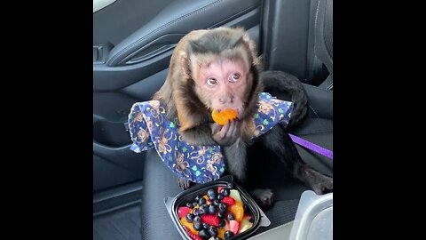 Pet Monkey Enjoy Tasty Drive-Thru Fruit Snack