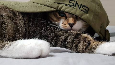 Cute kitten in a hat