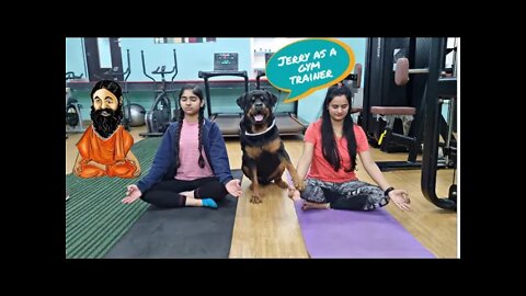 dog training video | Jerry become a gym trainer | funny dog video |