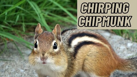 Chipmunk Voice Sound | Chirping Chipmunk | Kingdom Of Awais