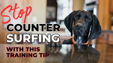 Stop Counter Surfing With This Training Tip