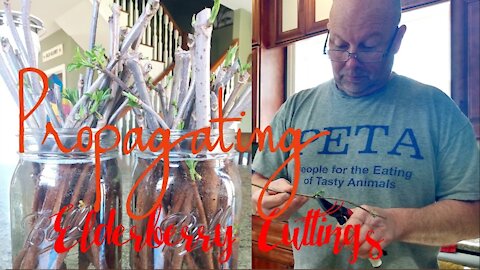 HOW TO PROPAGATE ELDERBERRY CUTTINGS//THE MILLERS WAY