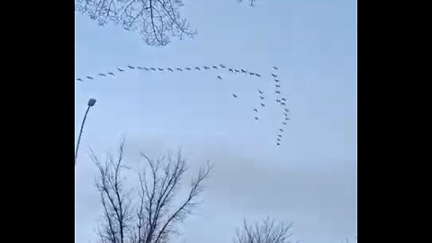 Birds drawing designs in the sky
