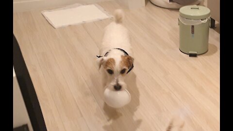 Jack Russell fetches bowl for dinner, puts it back when he's done