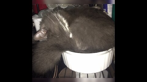 Kitten in a pot