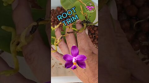 STEM ROT RESCUE Potting Up Phalaenopsis Securing Aerial Root in Pot #ninjaorchids #shorts
