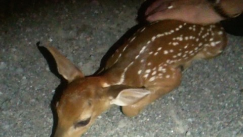 Young newborn fawn comforted after mother killed on highway