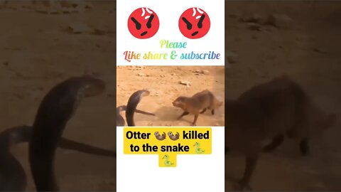 Otter 🦦 attacked snake 🐍2022🐍#shorts #youtubeshorts