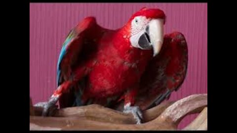 You dance withe me !!!!!!! Amazing dancing parrot 🦜