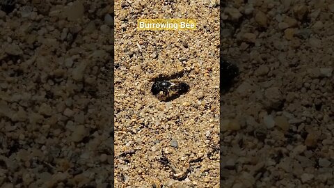 Burrowing Bee 🐝 #dig #burrow #mining #bee #insect