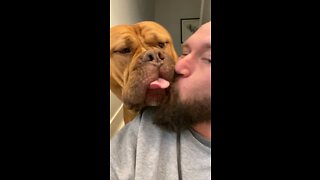 MASSIVE Pit Bull can’t get enough kisses & cuddles 🦁🥰😆